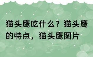 貓頭鷹吃什么?貓頭鷹的特點(diǎn),貓頭鷹圖片