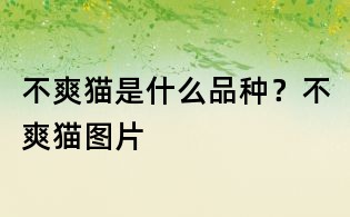 不爽貓是什么品種？不爽貓圖片