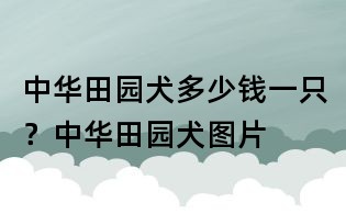 中華田園犬多少錢一只？中華田園犬圖片