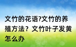 文竹的花語?文竹的養(yǎng)殖方法?文竹葉子發(fā)黃怎么辦
