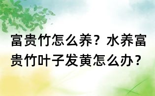 富貴竹怎么養？水養富貴竹葉子發黃怎么辦？