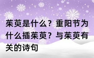茱萸是什么？重陽節為什么插茱萸？與茱萸有關的詩句