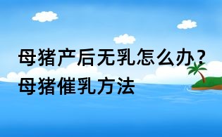 母豬產后無乳怎么辦?母豬催乳方法