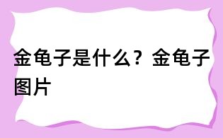 金龜子是什么？金龜子圖片