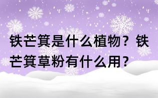 鐵芒箕是什么植物？鐵芒箕草粉有什么用？