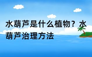 水葫蘆是什么植物？水葫蘆治理方法